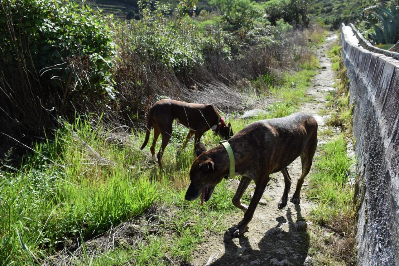 איקוד דה לוס וינוס Finca Casa Madera 1 מראה חיצוני תמונה